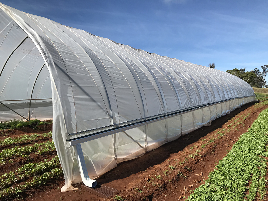 High tunnel over lettuce