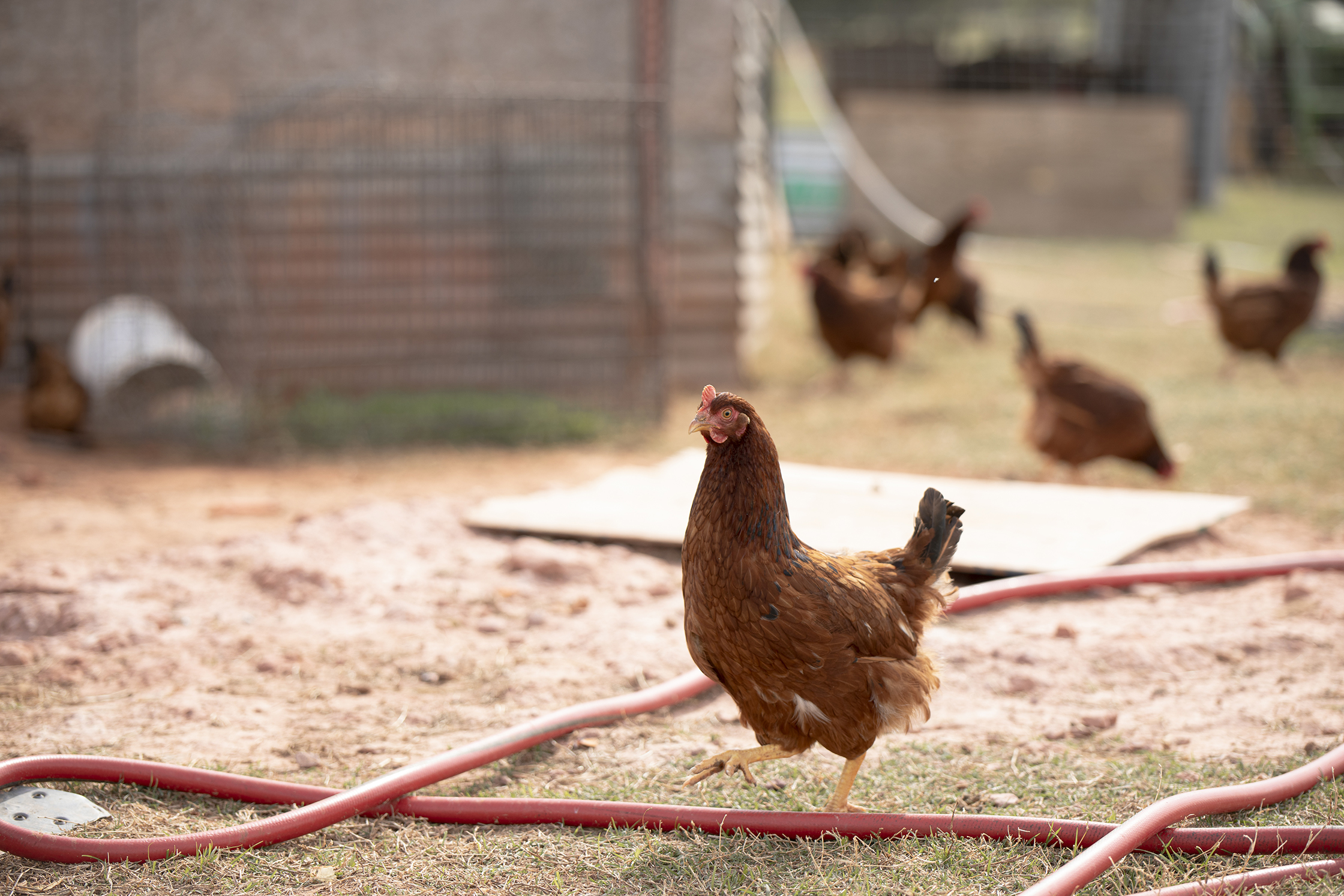 CHickens feeding