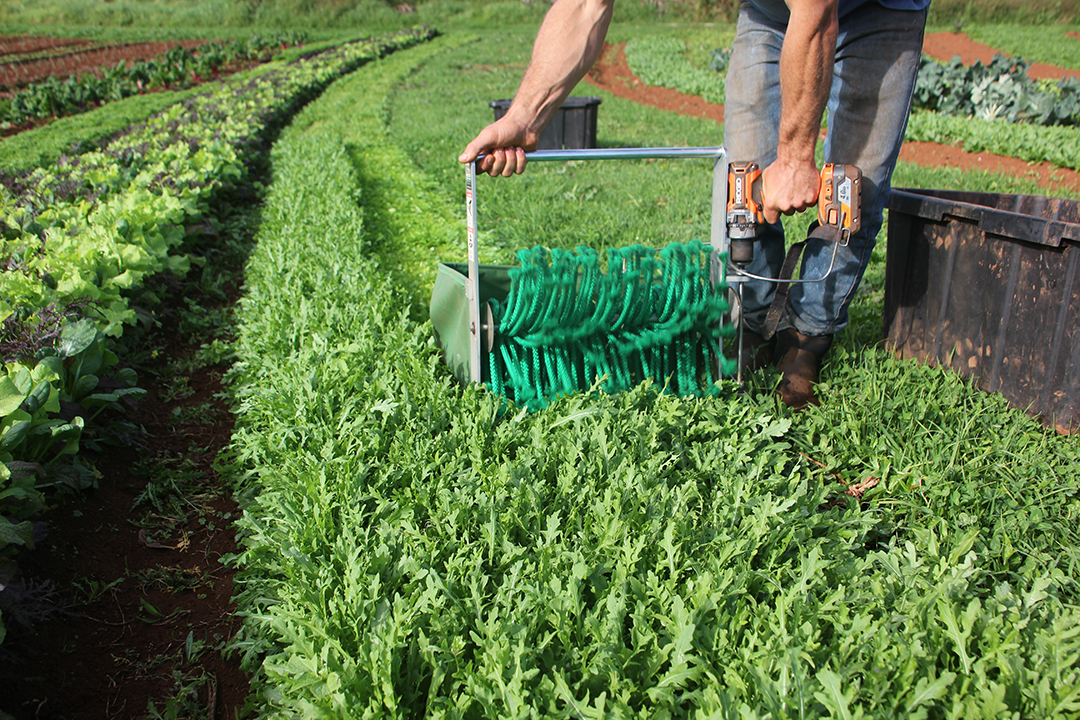 Person's hands harvesting lettuce