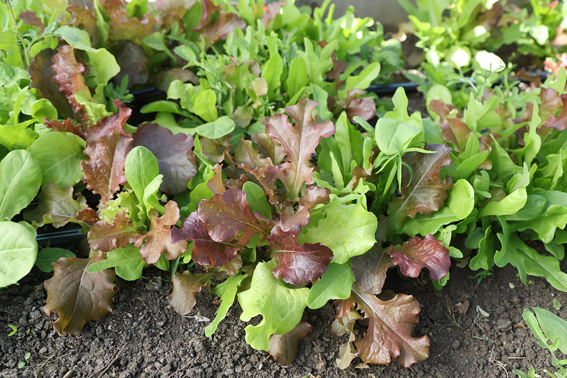 Lettuce growing in soil