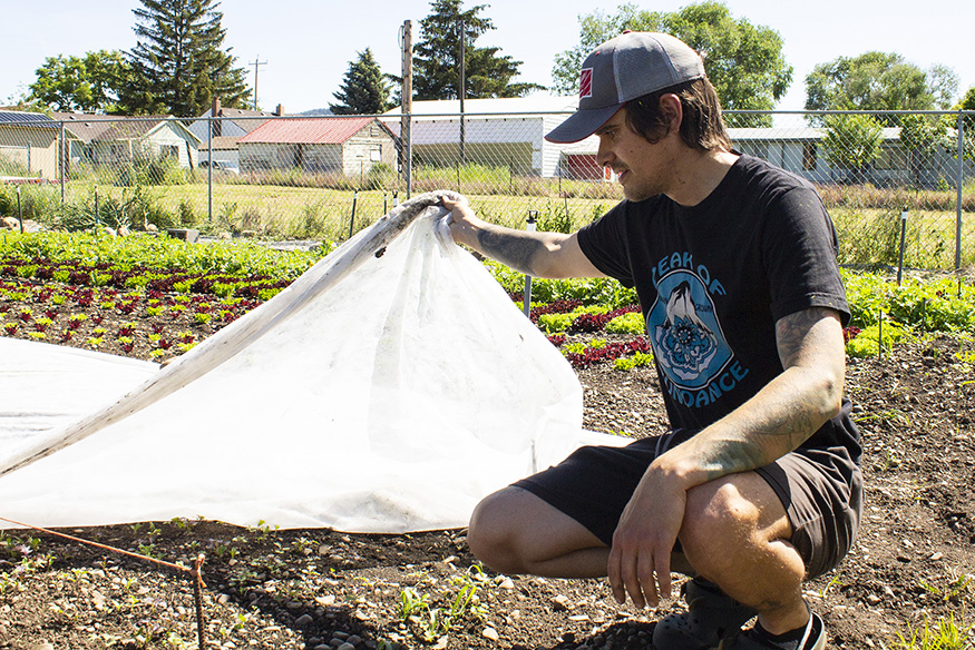 Person checking seedlings under tarp