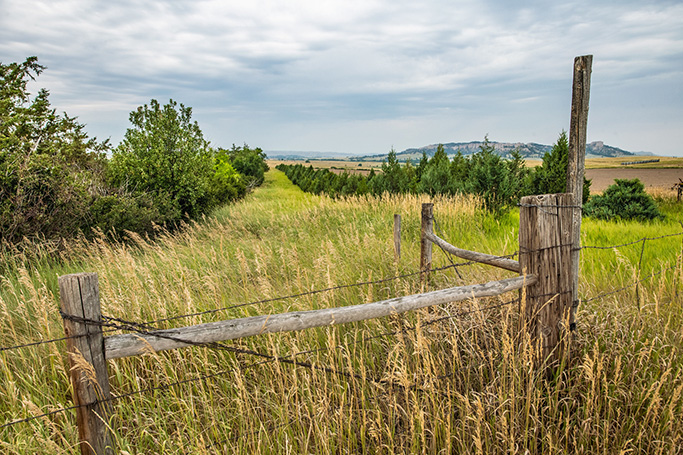 Fence posts with barbed wire with wind break trees in background