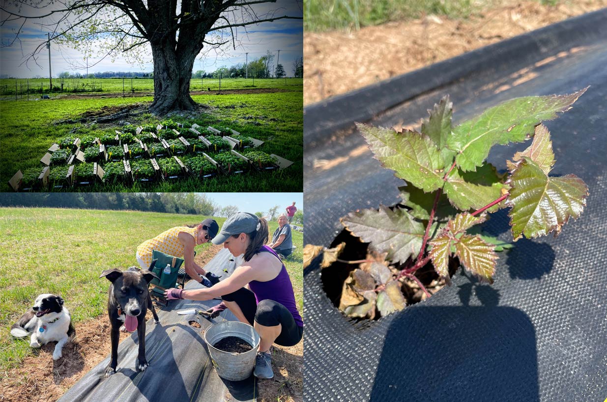 Unplanted plants, people planting plants, plants in ground