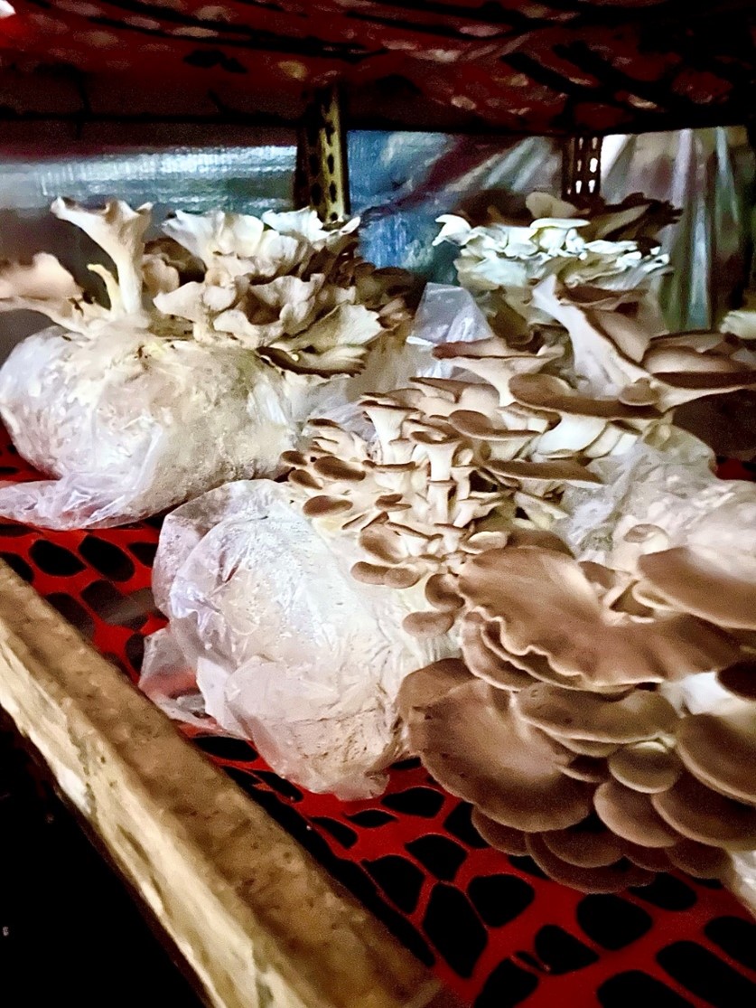 Picked mushrooms sitting on table