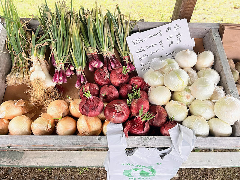 Variety of onions on a wooden