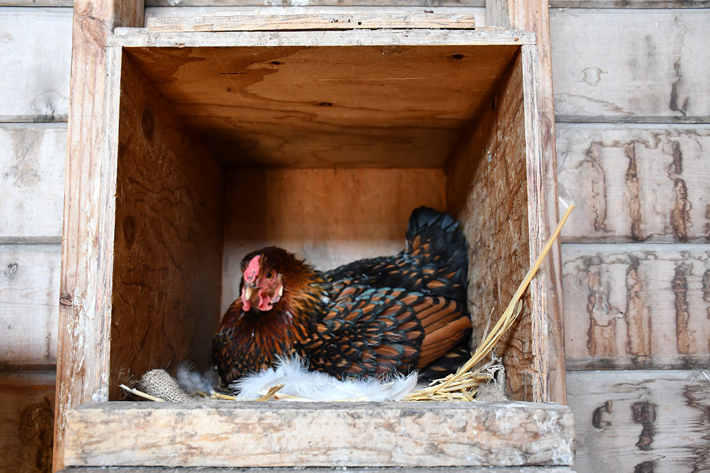 Chicken in coop box