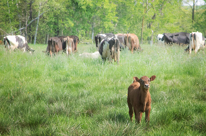 Cattle grazing with brush in the background