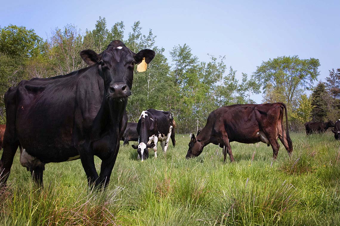 Tagged cattle grazing on lush green grass