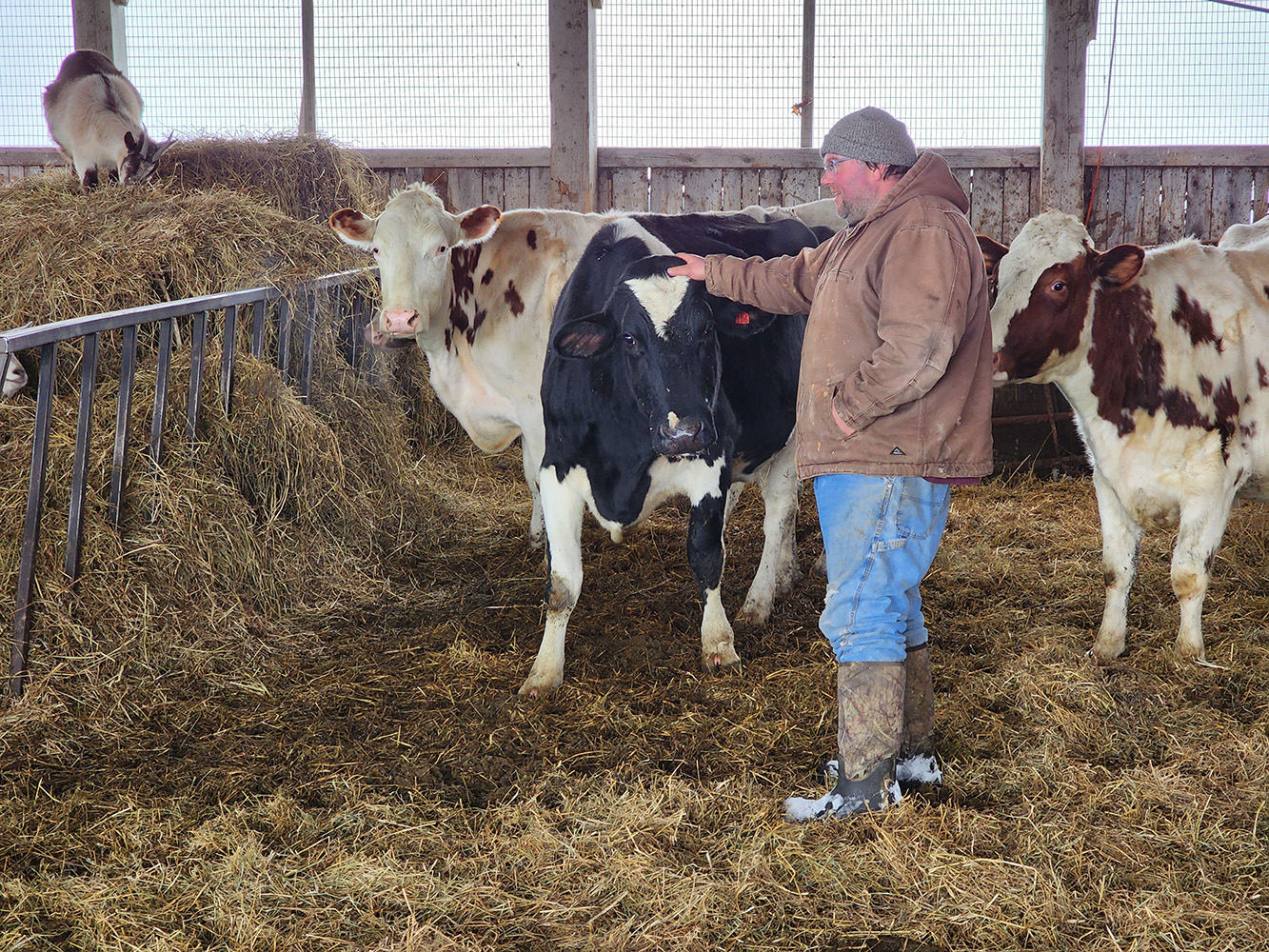 Person standing in barn filled with hay while petting a black and white cow