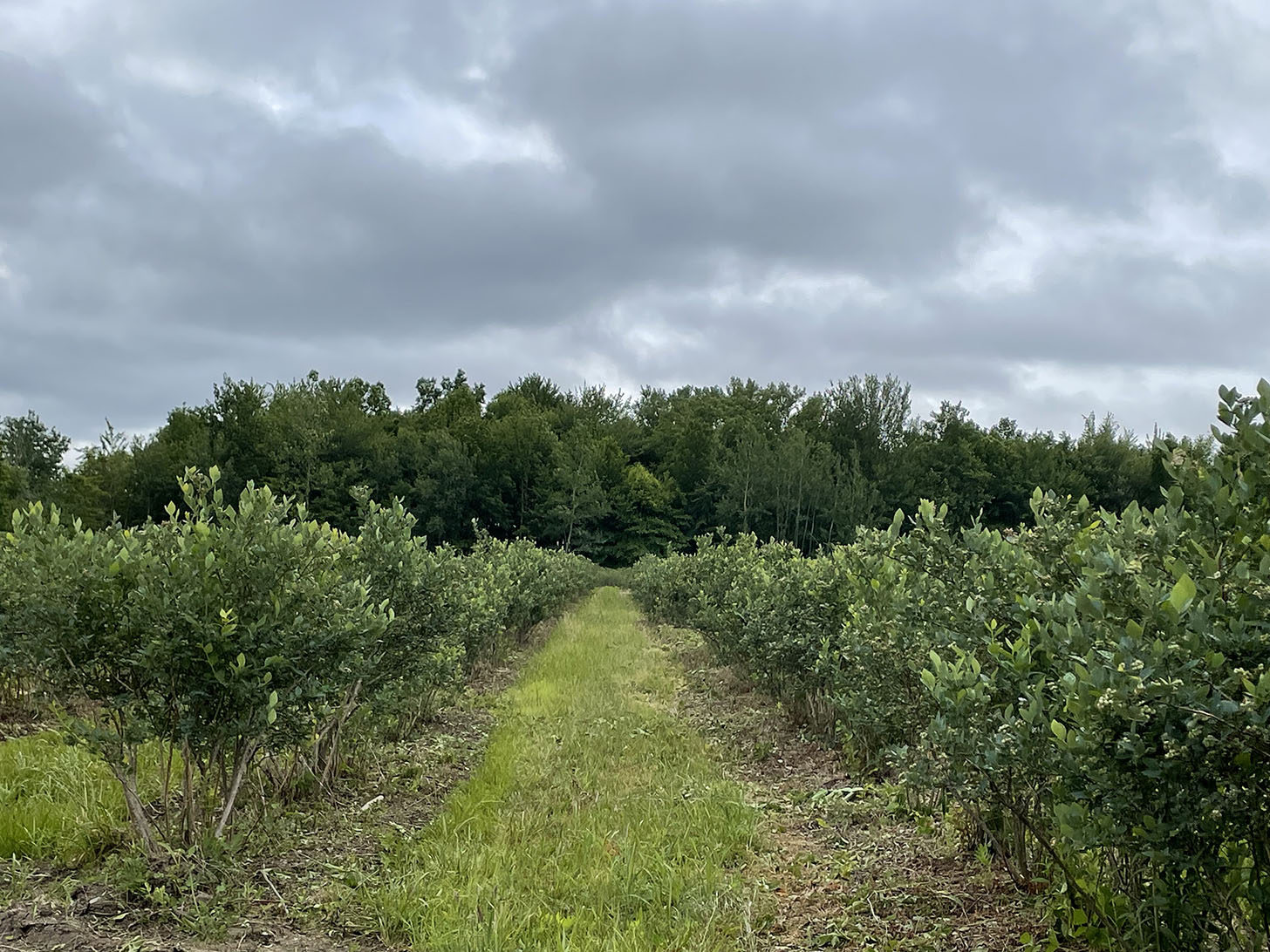 Blueberry grove