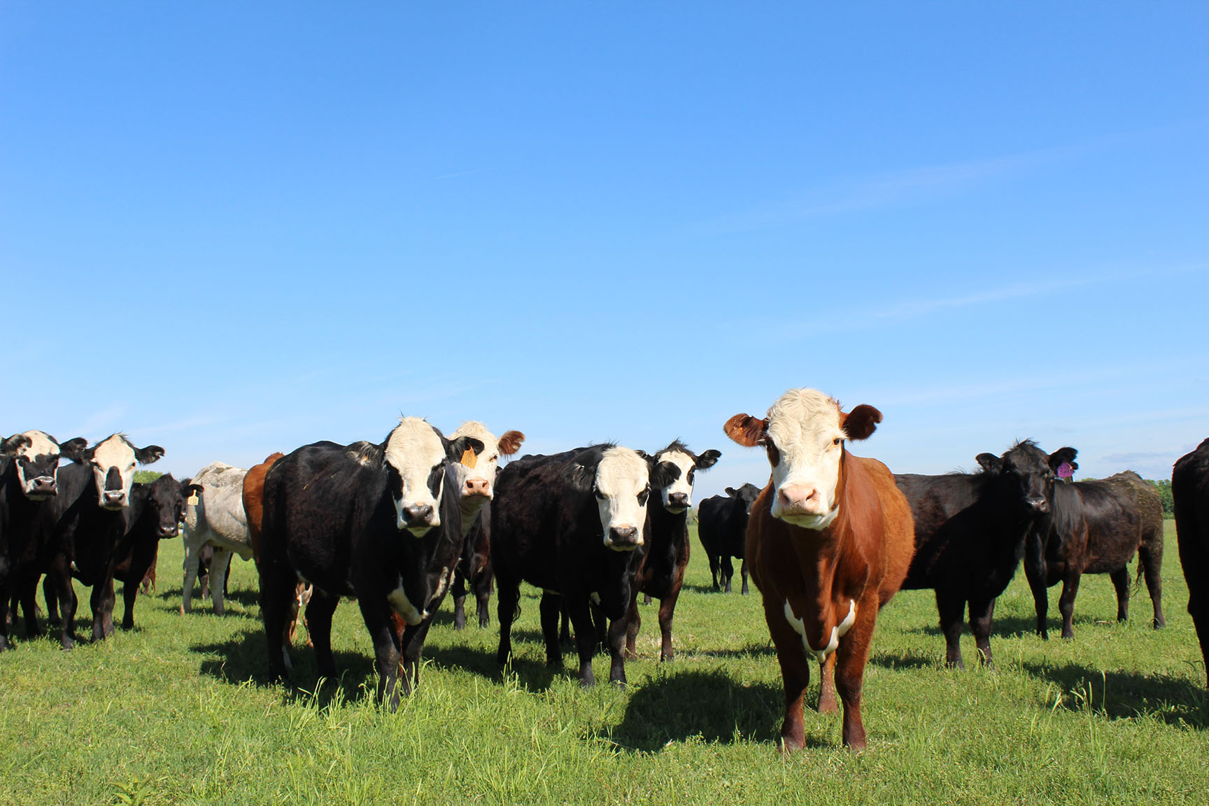 Cattle standing in field