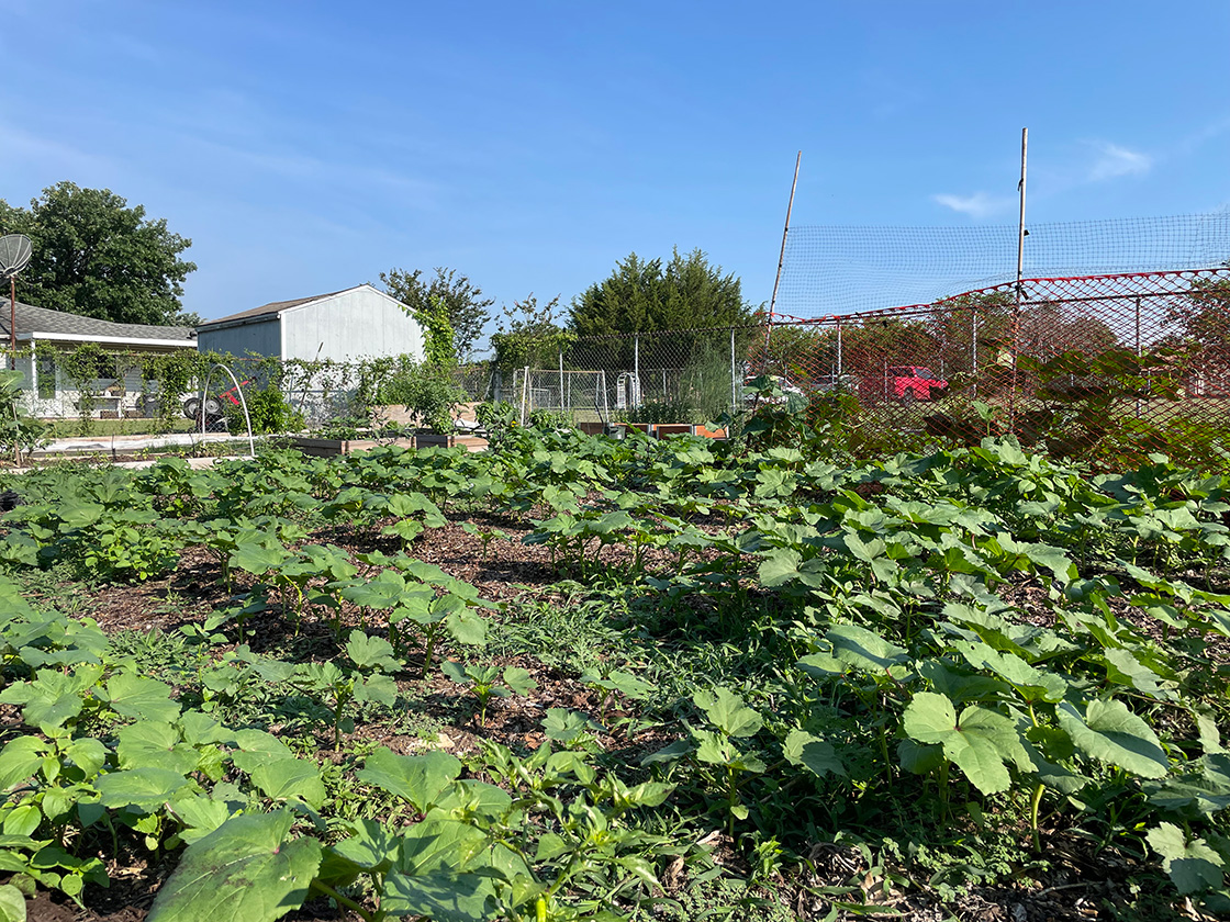 Vegetables in garden