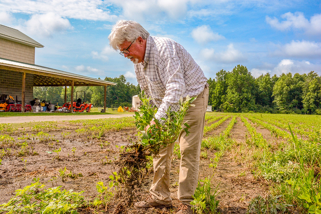 person harvesting peanuts by hand