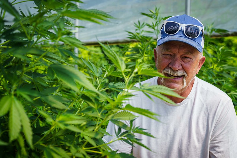 Person standing next to hemp plant