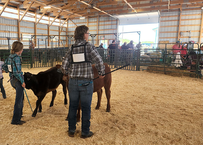 Two people standing in show ring with two baby cows
