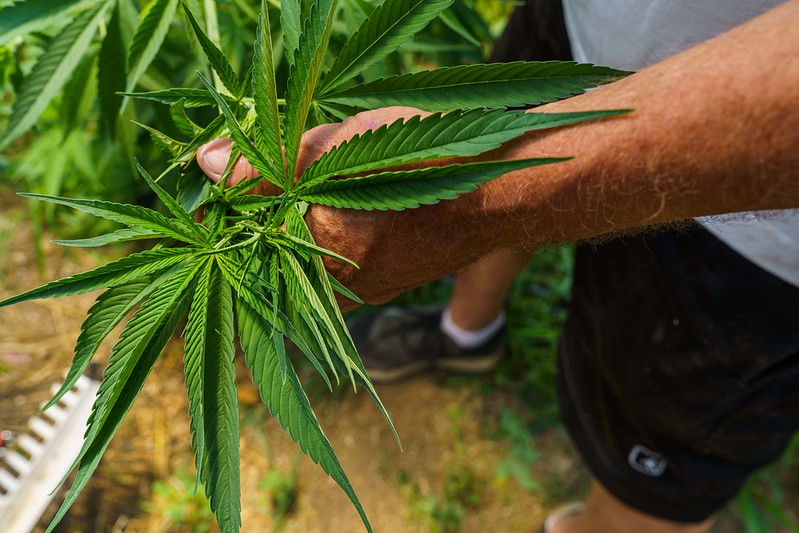 Hand holding hemp plant branch