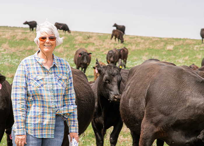 Person standing among several brown cows