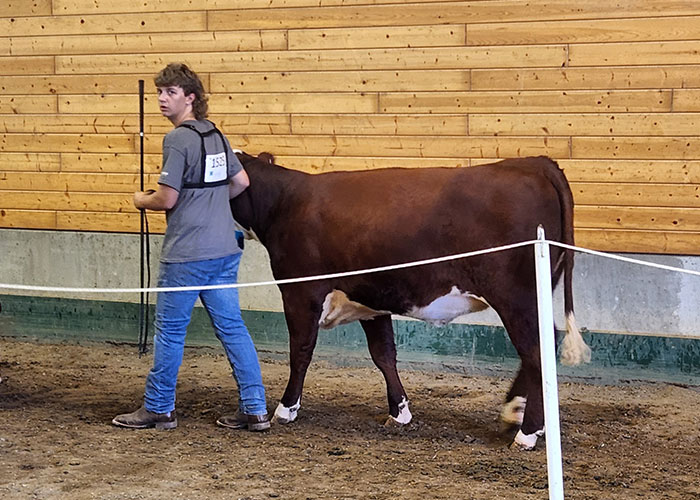 Person walking cow through show ring