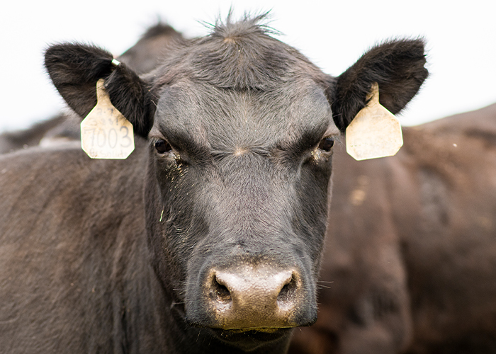Face of a brown cow with tagged ears