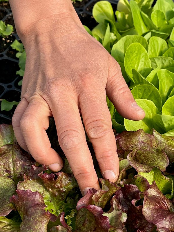 Hand picking red lettuce
