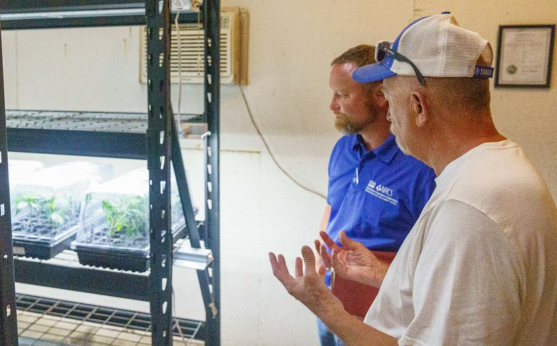 Two people looking at seedling hemp plants 