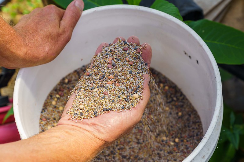 Hand holding seeds from a bucket