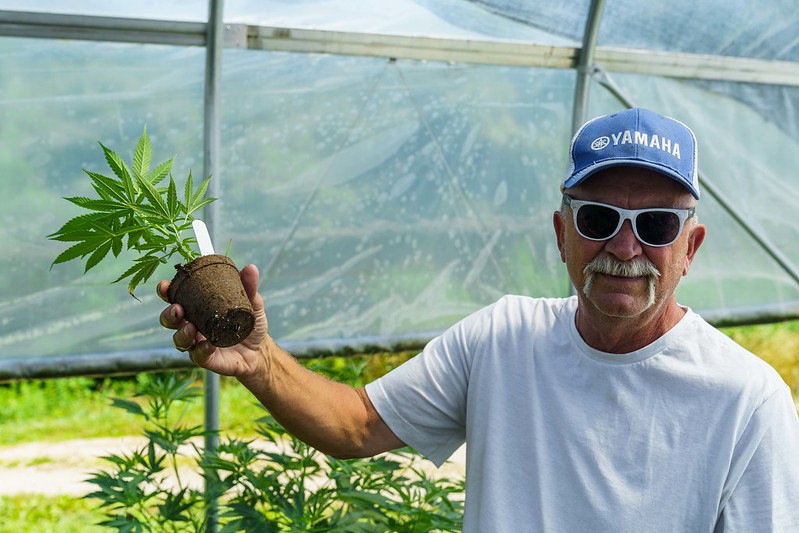 Person holding potted hemp plant