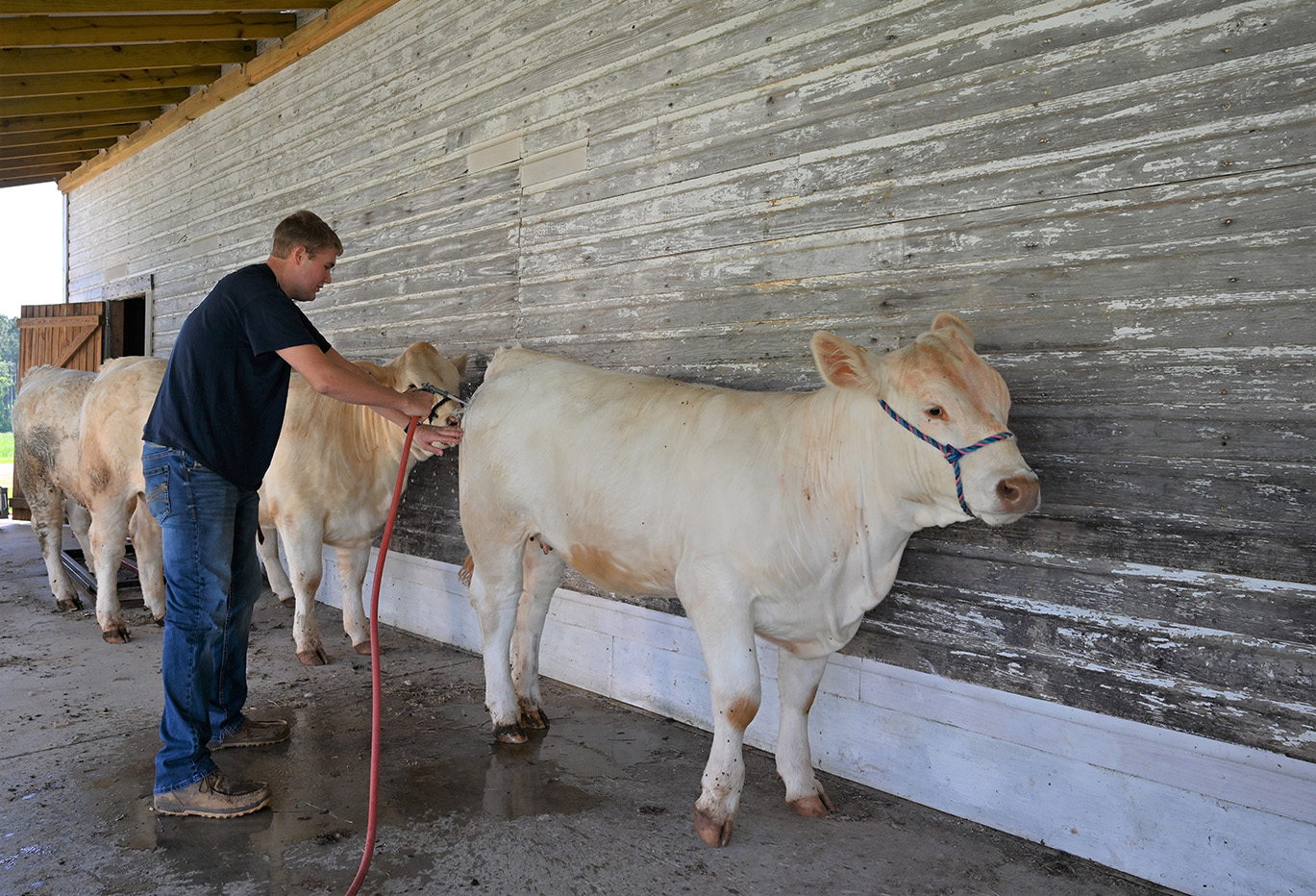 Person grooming cow