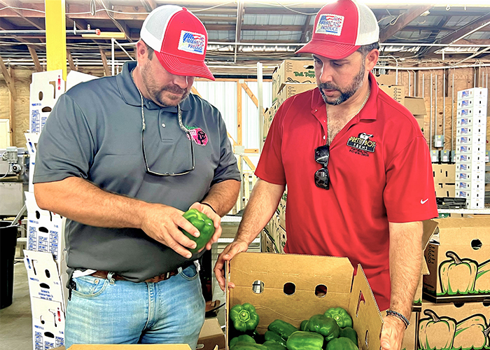 Two people fill box with green bell peppers