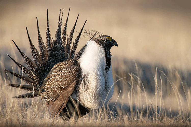 Sagegrouse with rear feathers fully extended