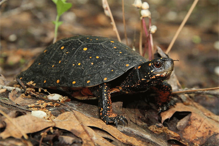 Close-up of spotted turtle