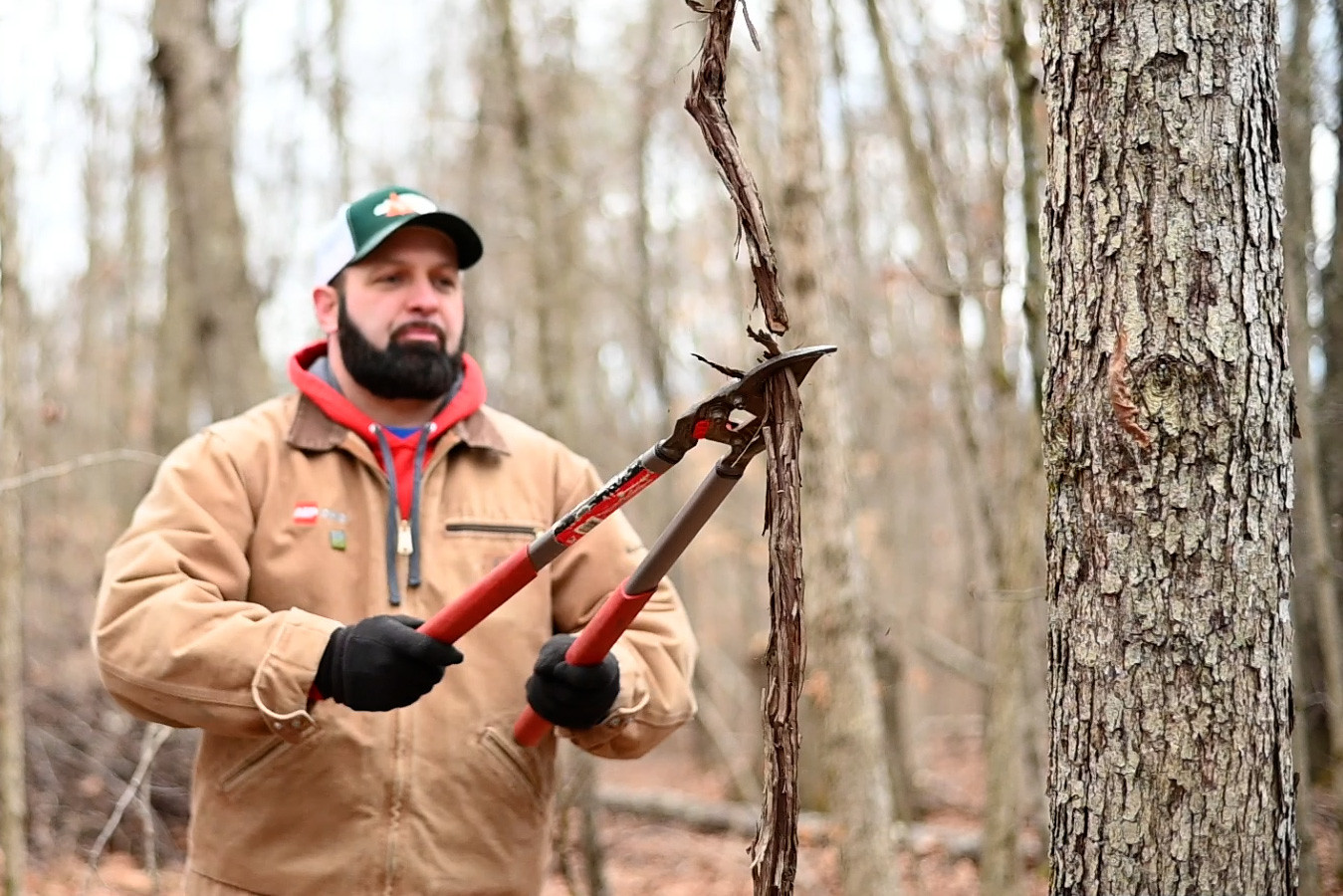 Person using tree trimming sheers