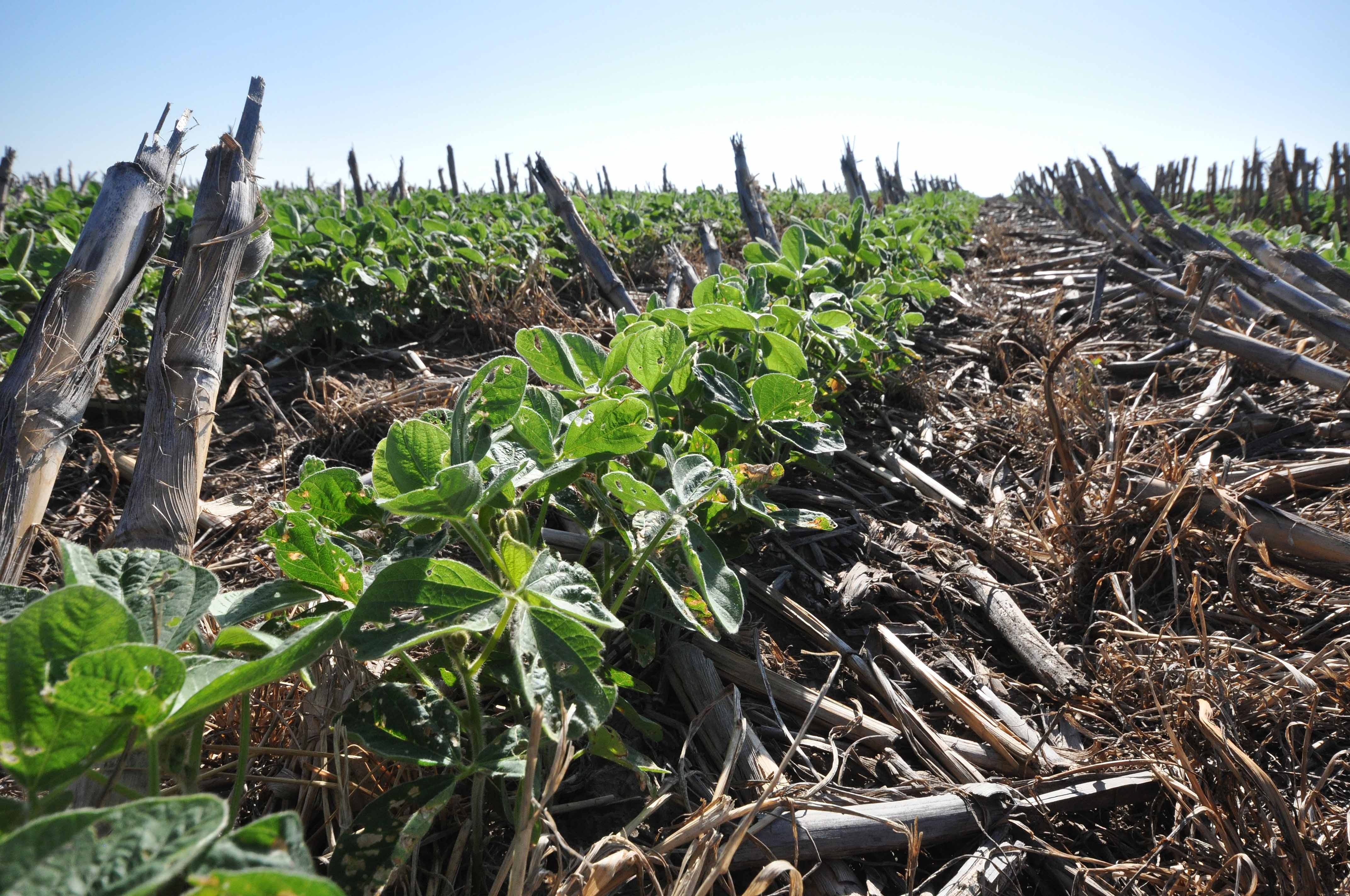 crops growing in field