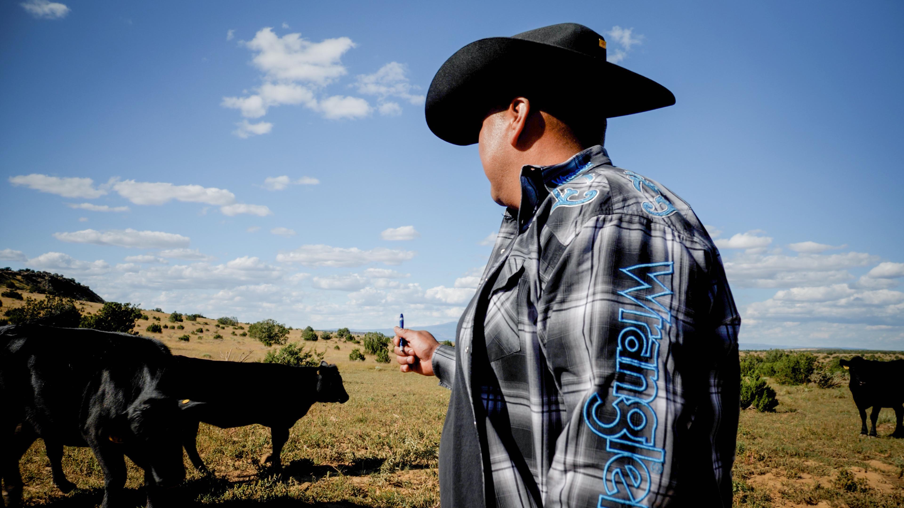 Person counting cattle