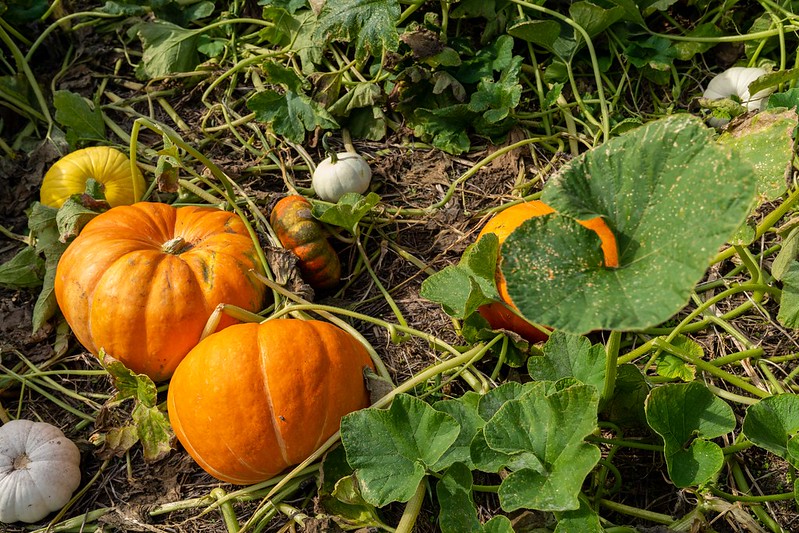 Pumpkins on vines