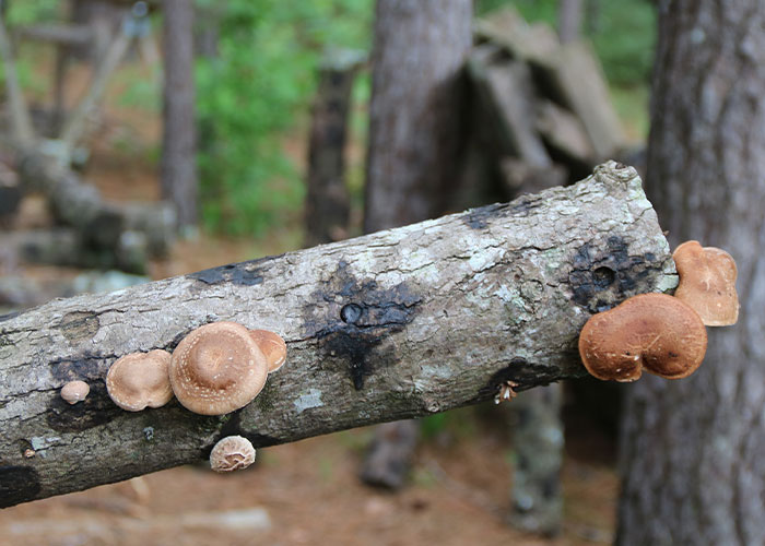 Fungi growing on fallen log
