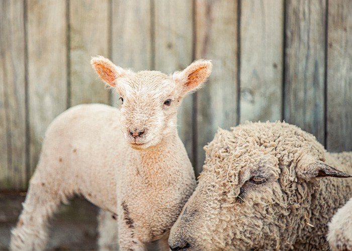 Two sheep in pen