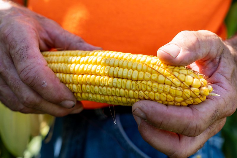Two hands holing cob of corn