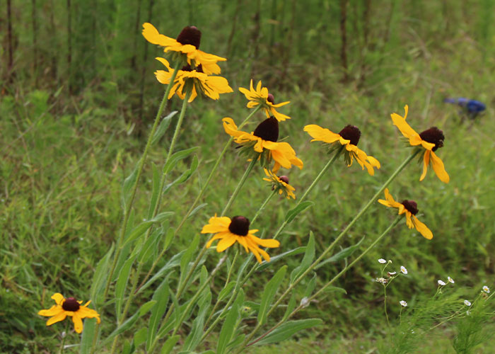 Yellow wild flowers growing in tall grass