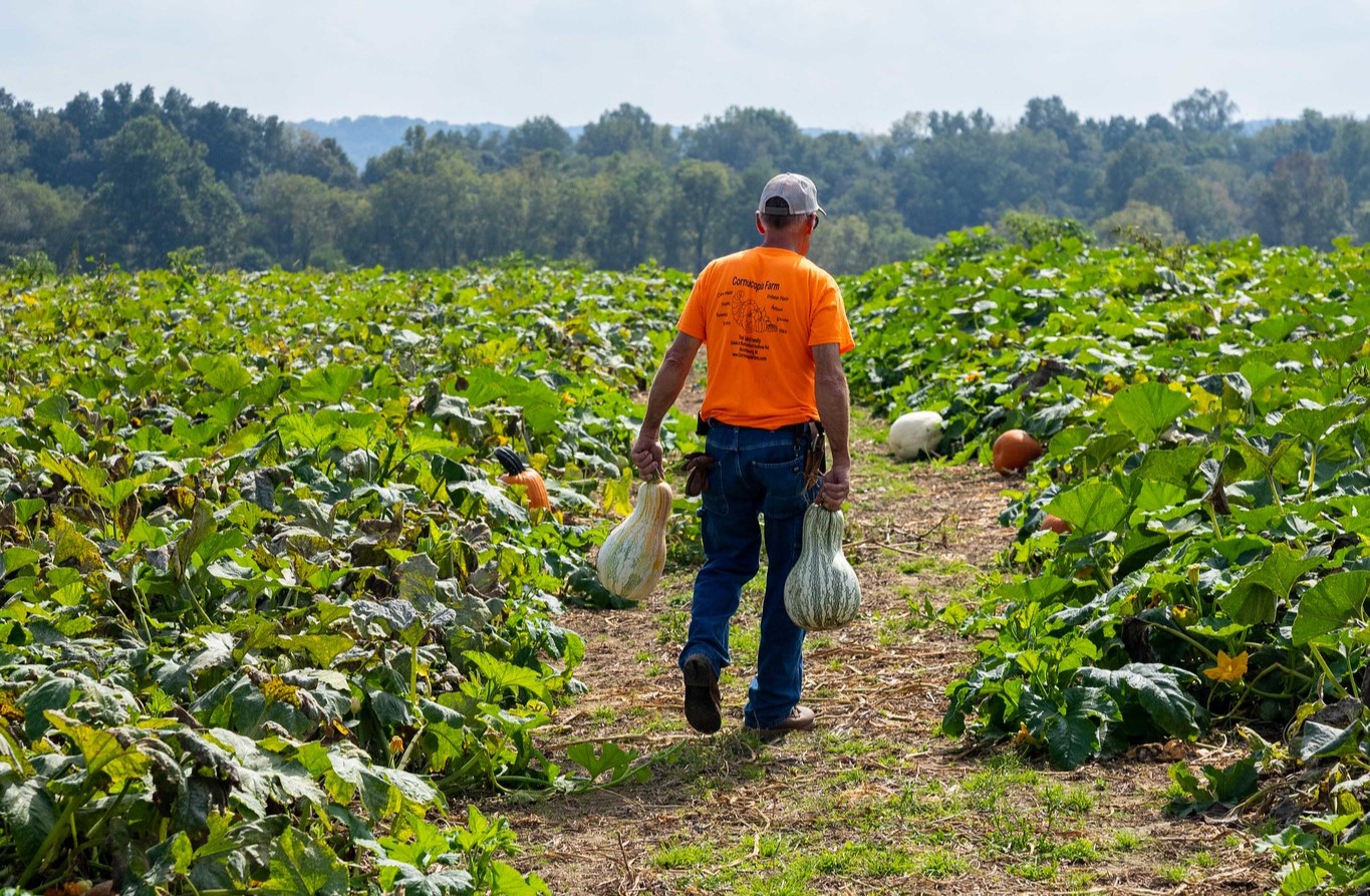 Person walking in pumpkin patch