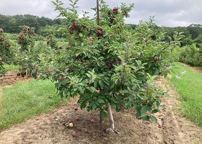 Small apple tree