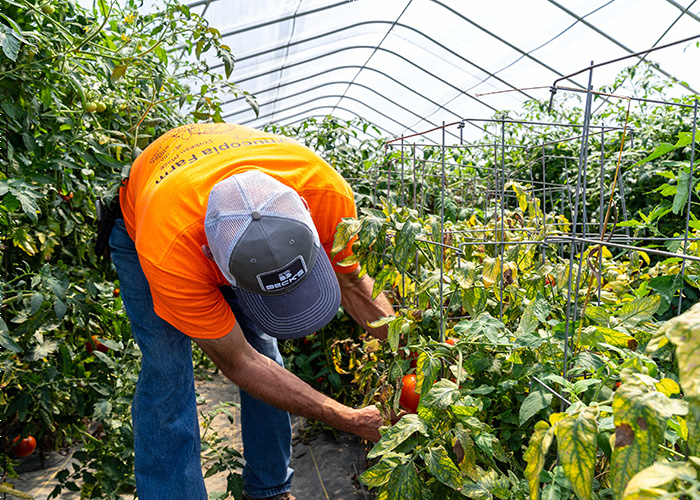 person looking at tomato vines