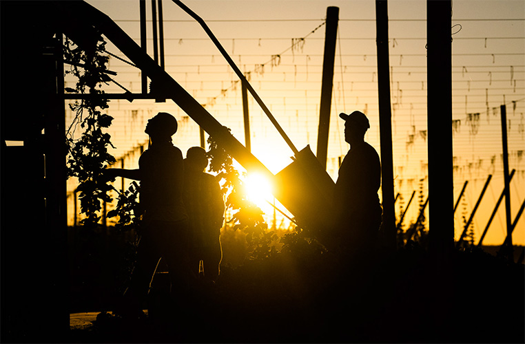 Three people tending to vines as the sun sets