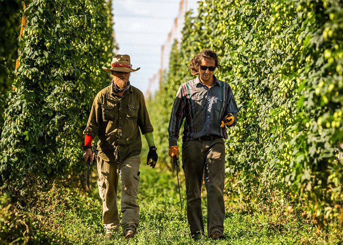 Two people walking in row of vines