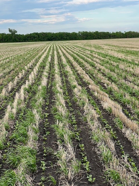 Young row crops