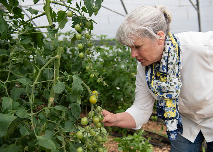 Person inspecting cherry tomatoes on vines