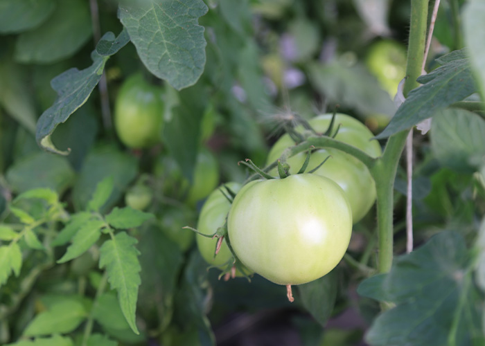 Green tomatoes on vine