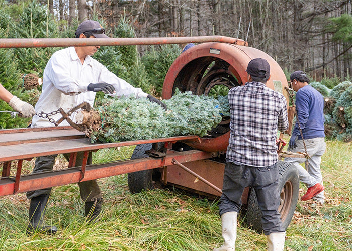 two people guiding a tree through a netting machine