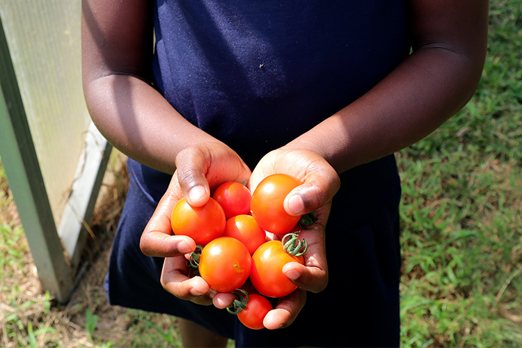 Two hands cupping cherry tomatoes 