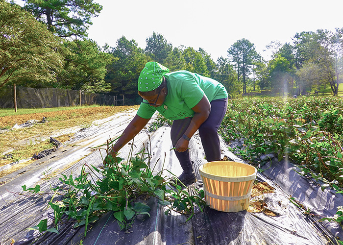 Person picking leafy greens